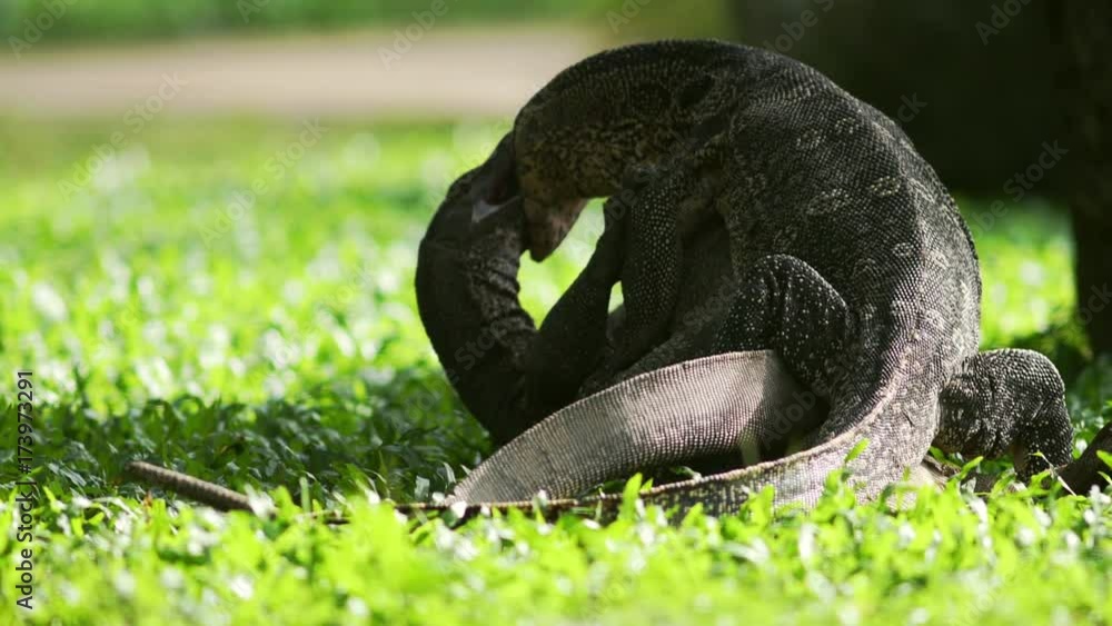 Varanus salvator three fighting Varanus salvator three fighting