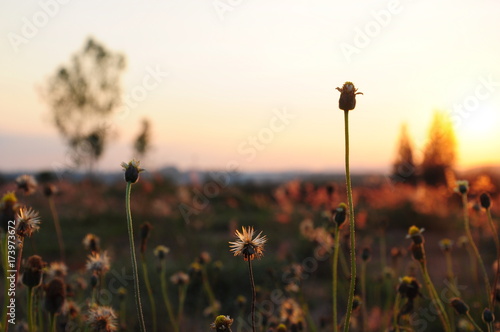 Silhouette of grass flower in sunset