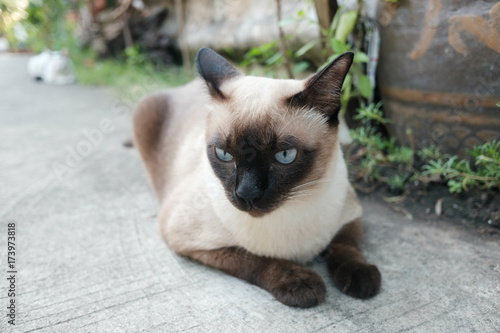 Fotografie Siamese cat resting on the floor