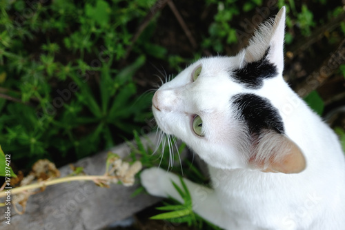 Schilderij op canvas White cat hiding in the grass