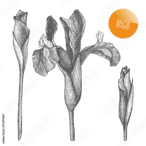 Fototapeta Naklejka Na Ścianę i Meble -  Vintage collection of vector hand drawn iris flowers isolated on white