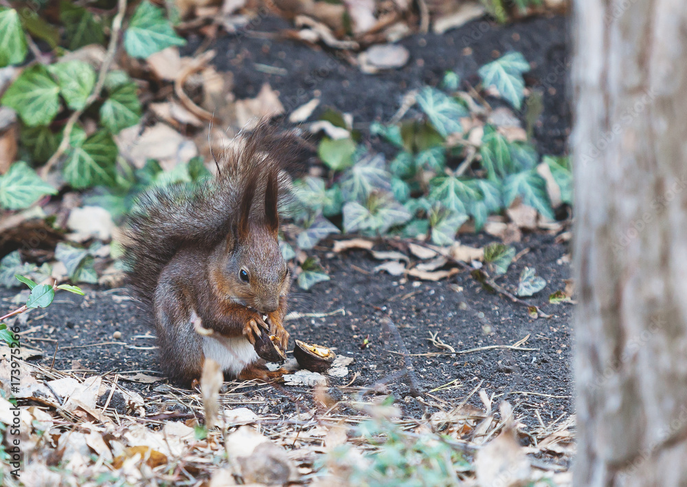 Fototapeta premium Red squirrel sits on ground and gnaws walnuts