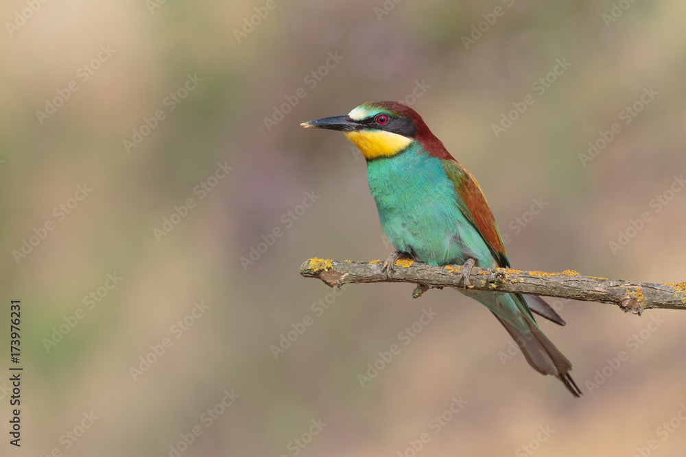 Bee eater 022 Bee eater 022