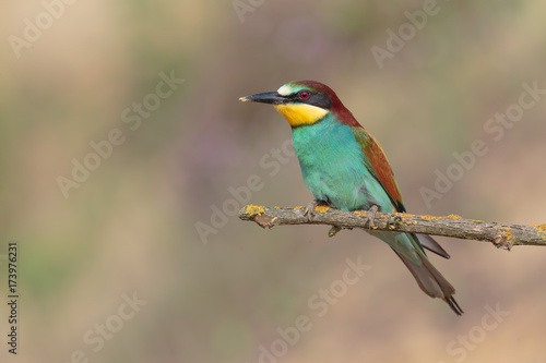 Bee eater 022