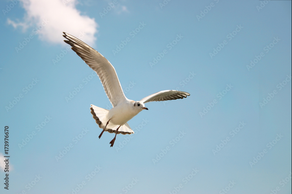 Seagulls soar in the clear blue sky on a sunny day. Seagulls soar in the clear blue sky on a sunny day.