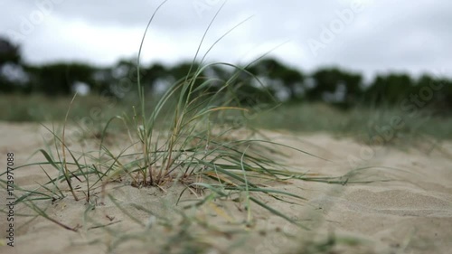Herbe plage