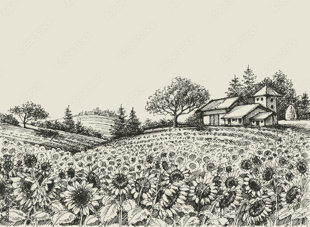 Fototapeta premium Sunflower field vector