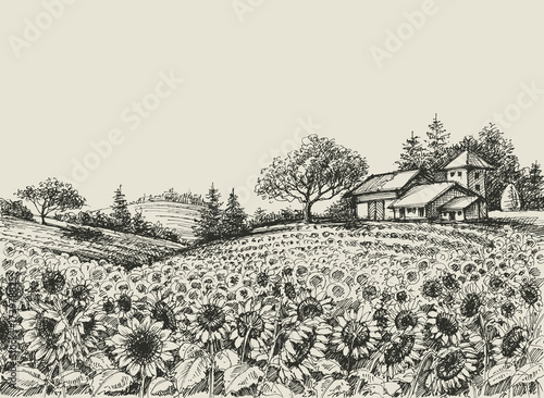 Sunflower field vector