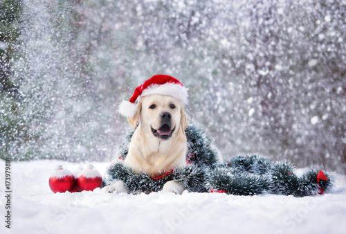happy labrador dog posing in a Santa hat in snow