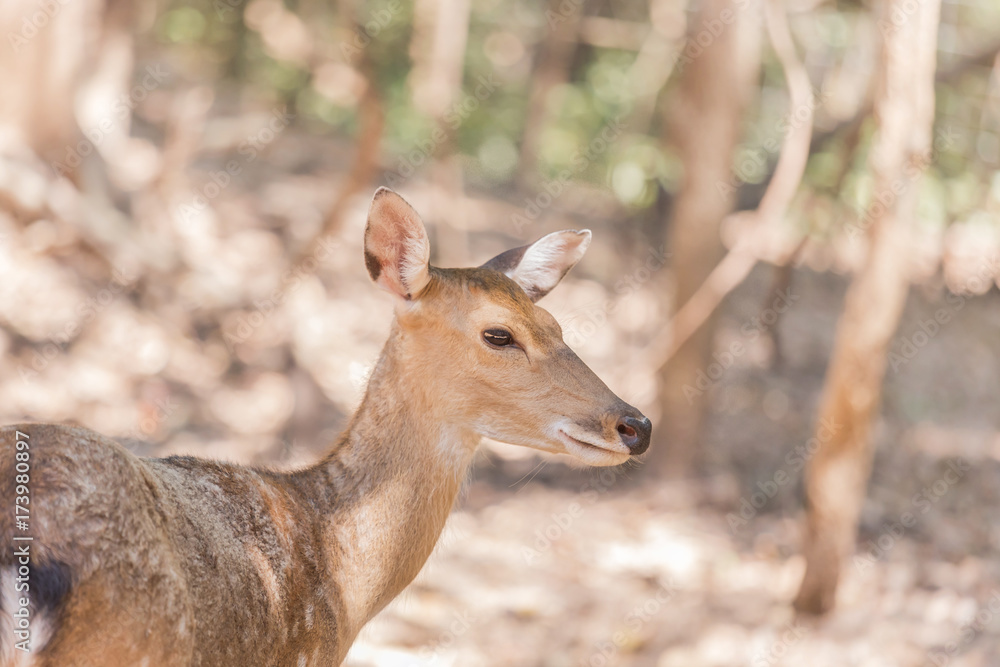 young sika deers or spotted deers or Japanese deers (Cervus nippon) resting in natural     