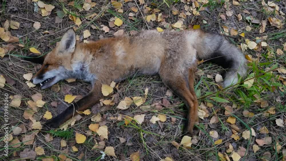 Hunted dead fox in autumn forest Stock Video | Adobe Stock