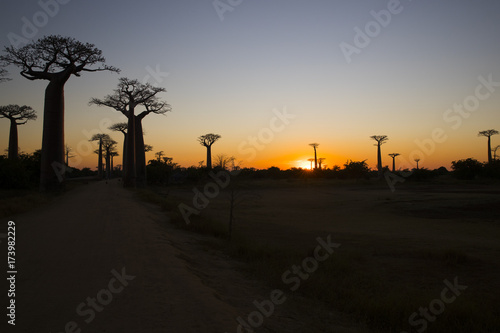 Baobab Baeume im Sonnenuntergang © aussieanouk
