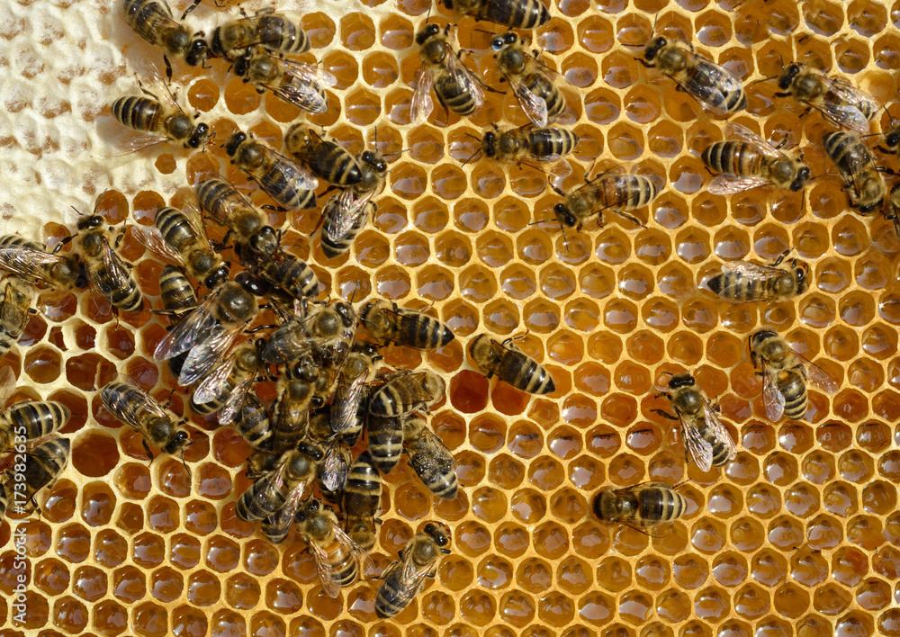Closeup view of the working bees on honeycomb. Honeycomb with bees background. Closeup view of the working bees on honeycomb. Honeycomb with bees background.