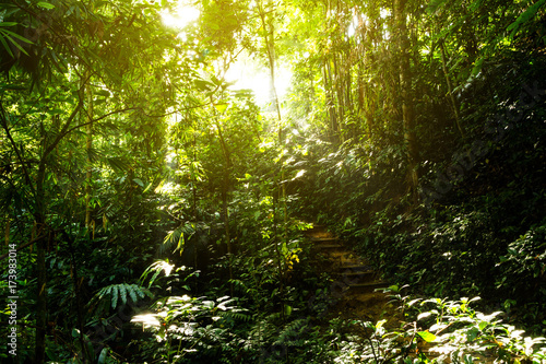 Fototapeta Naklejka Na Ścianę i Meble -  Wooden stairs on jungle