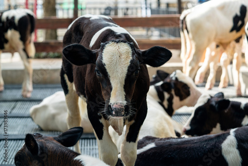 Cute calves in a farm photo