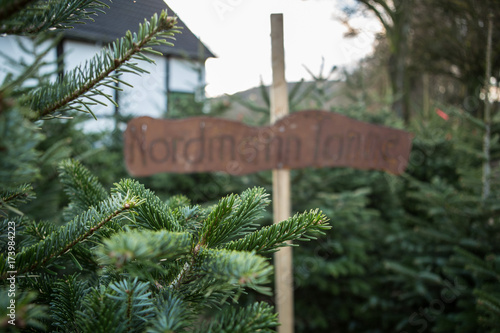 Weihnachtsbaum Markt zum Kauf Verkauf / Nordmanntanne, Blaufichte, Rotfichte, Edeltanne