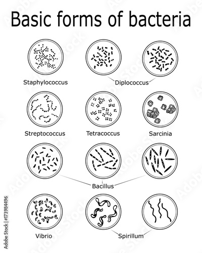 The basic forms of bacteria