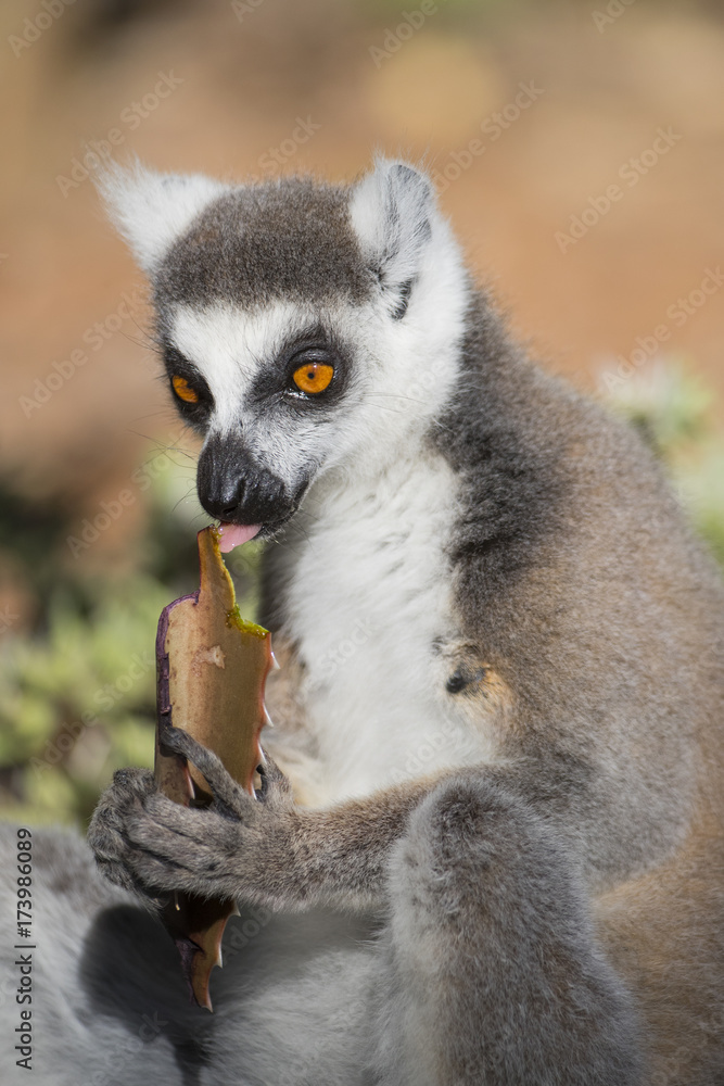 Obraz premium Katta frisst Kakteenblaetter