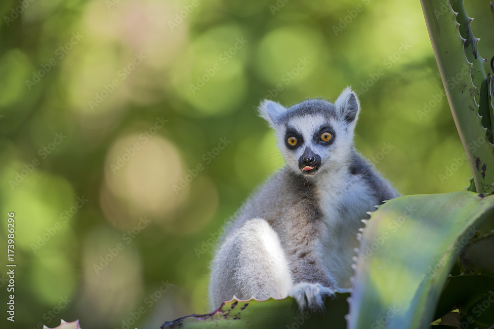 Obraz premium Katta sitzt auf einer Kaktee