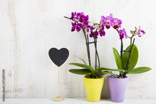 Two orchids (Phalaenopsis ) and heart
