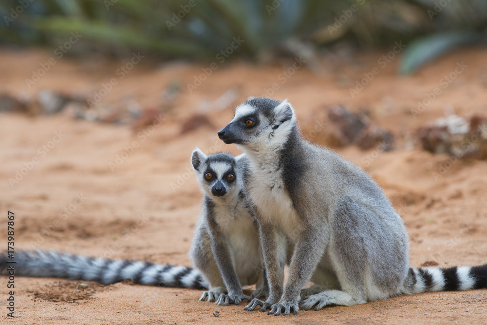 Fototapeta premium Katta mit Jungtier sitzt im Sand
