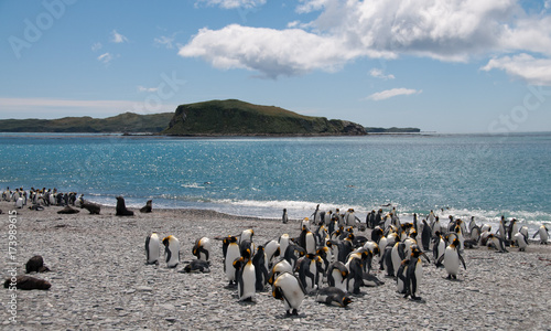 King Penguins on Salisbury plains