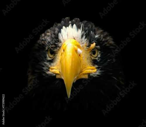 Poster, portrait eagle with black backround photo