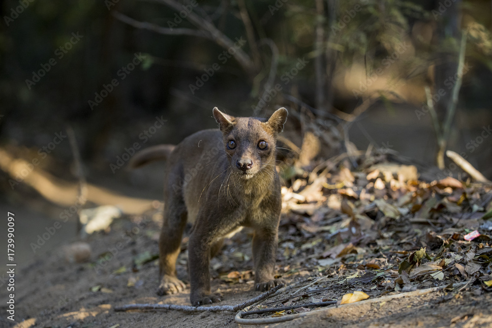 Fossa auf Nahrungssuche Fossa auf Nahrungssuche
