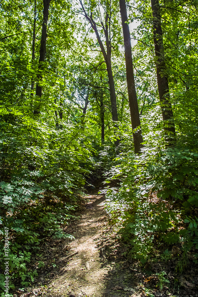 Path through the forest Path through the forest