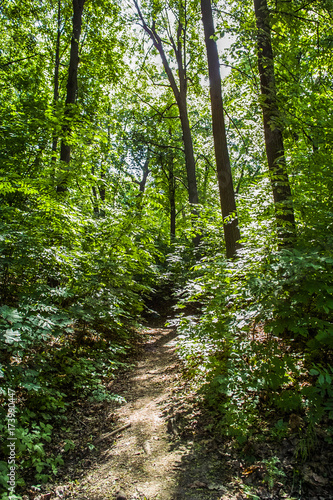 Path through the forest