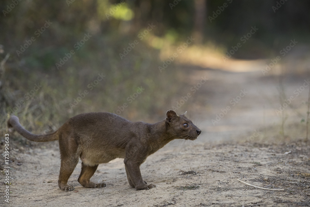 Fossa auf Beutefang Fossa auf Beutefang