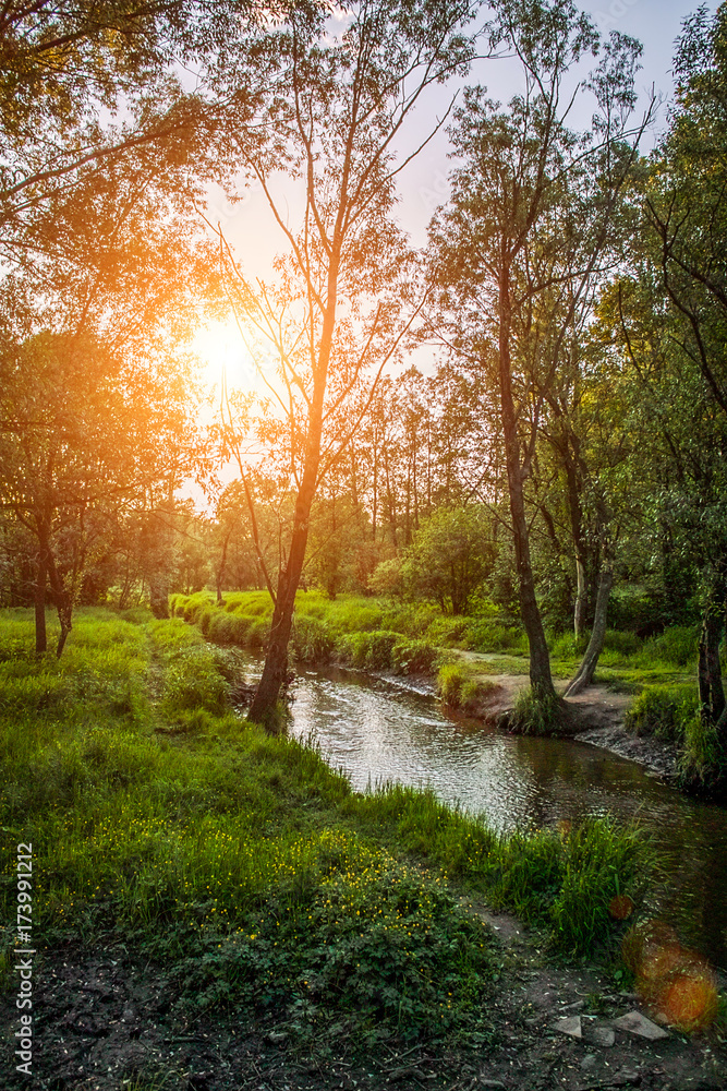 Naklejka premium River Path through the forest