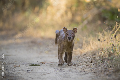 Fossa auf Beutefang © aussieanouk