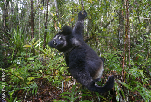 Indri auf Nahrungssuche