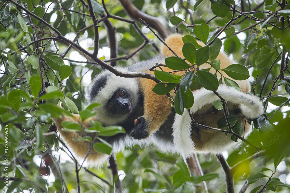 Fototapeta premium Diademsifaka bei der Nahrungsaufnahme