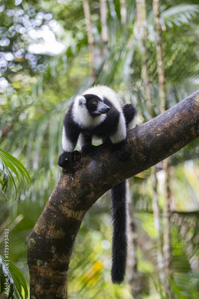 Obraz premium Vari auf einem Baum