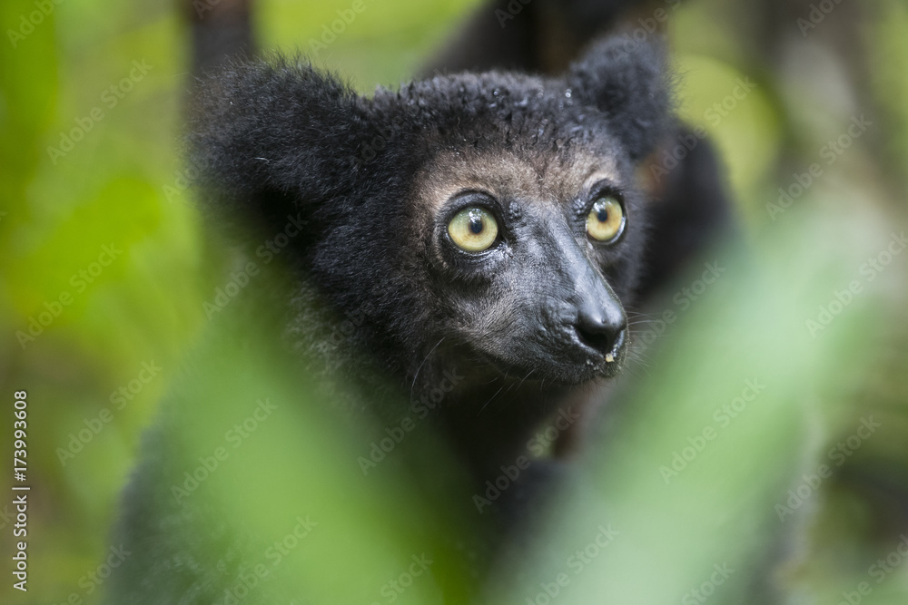 Fototapeta premium Indri Portrait