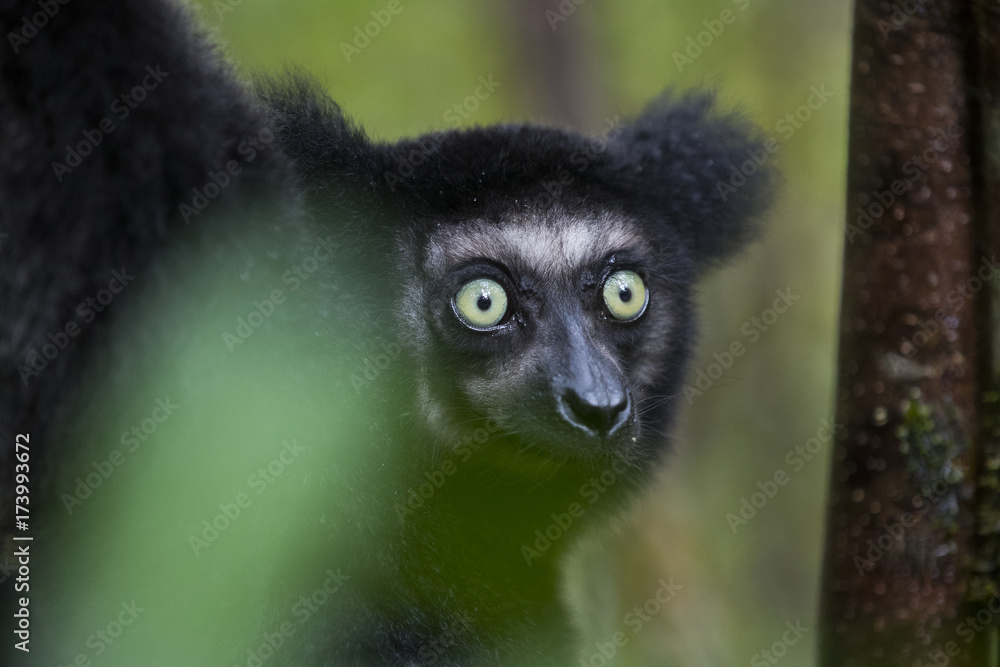 Fototapeta premium Indri Portrait