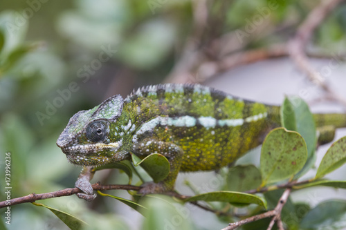 Panther Chamaeleon auf Nahrungssuche