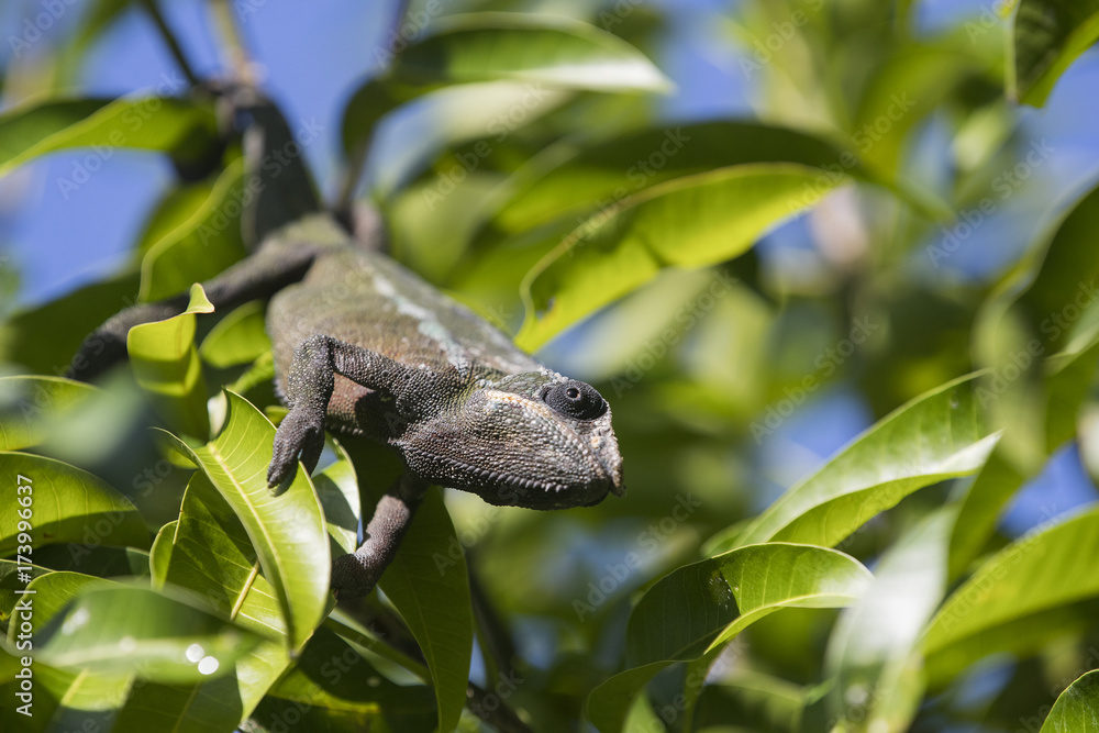 Gecko erklimmt Palmenblatt