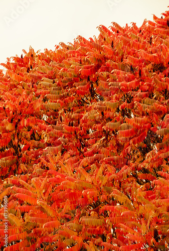 Herbstlaub