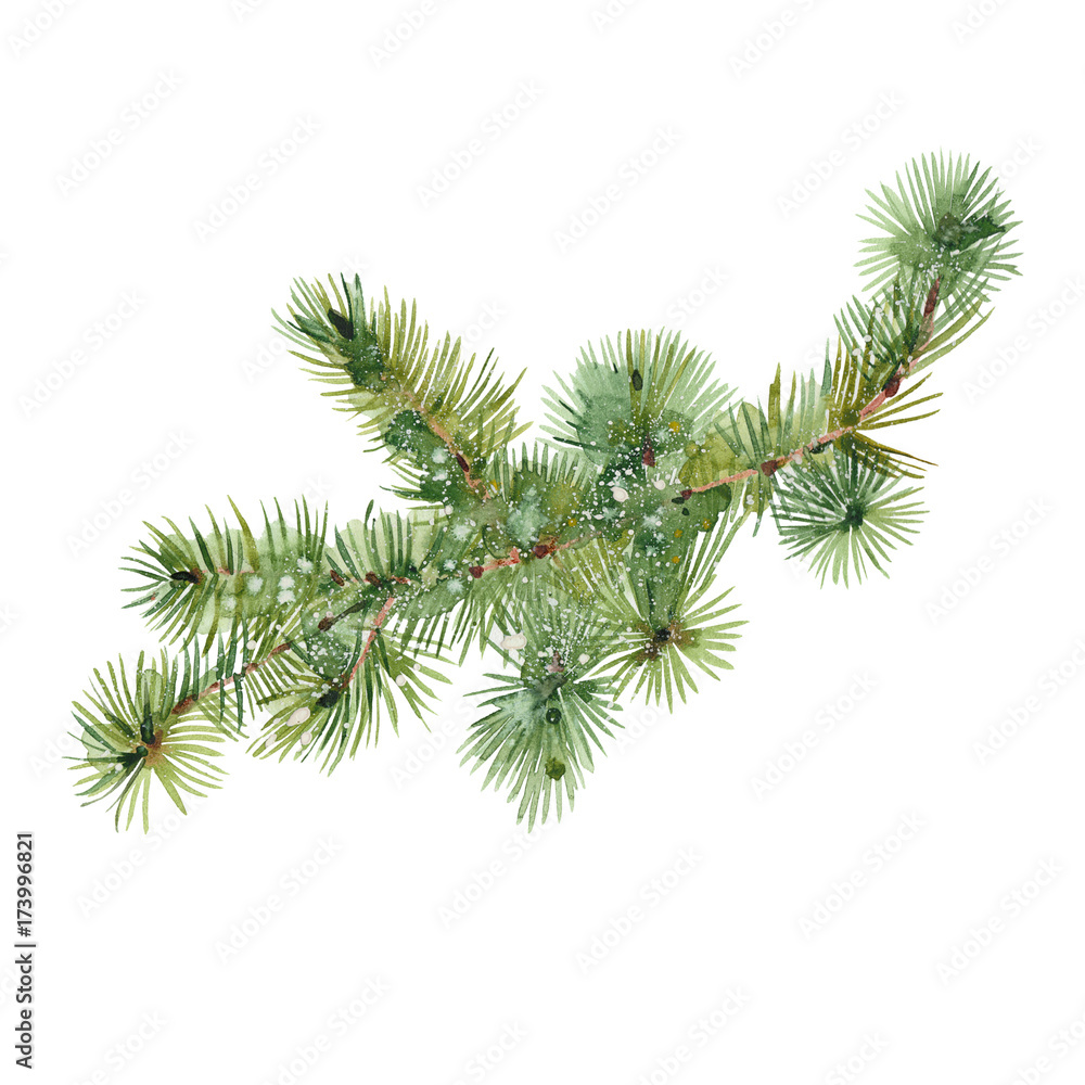 watercolor fir branch watercolor fir branch