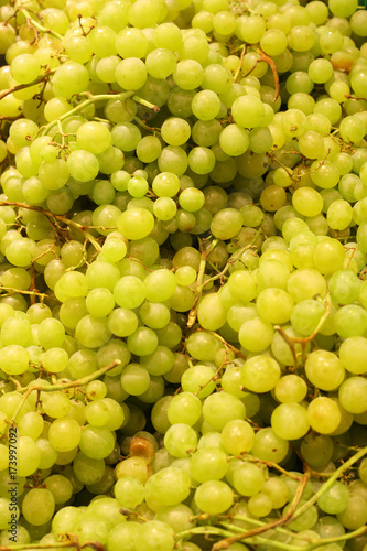 Green bright grapes
