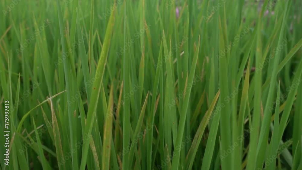 Top view of the rice paddy fields in northern Thailand Top view of the rice paddy fields in northern Thailand
