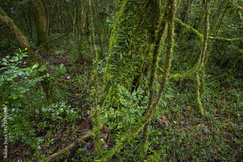 Regenwald im Ranomafana National Park