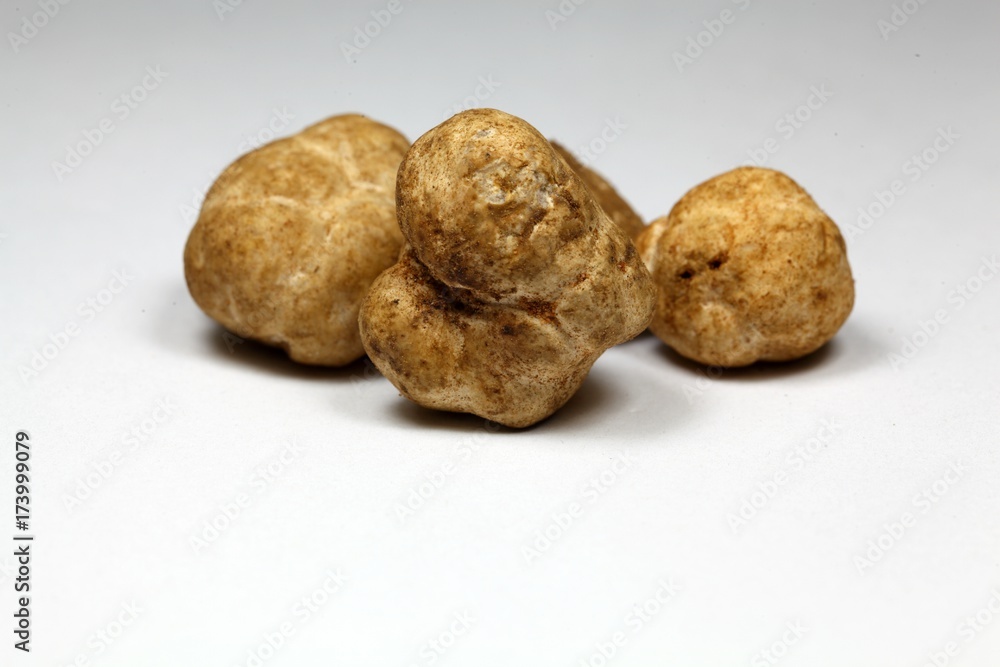 White truffles Tuber oligospermum White truffles Tuber oligospermum