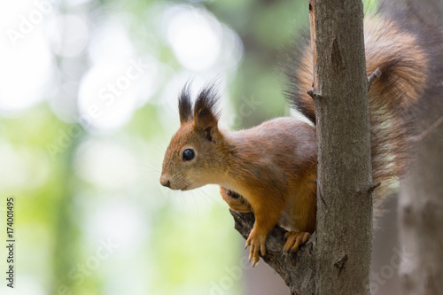 Fototapeta squirrel on a branch