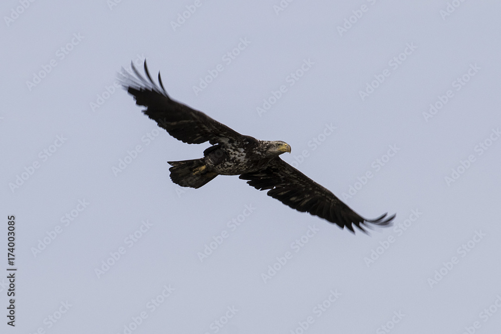 Immature Bald Eagle in Flight Immature Bald Eagle in Flight
