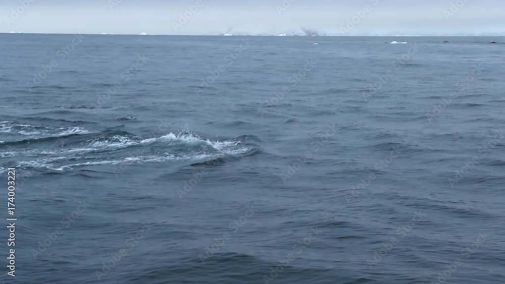 Whale slowly emerges and dives in the ocean water. Andreev. Whale slowly emerges and dives in the ocean water. Andreev.