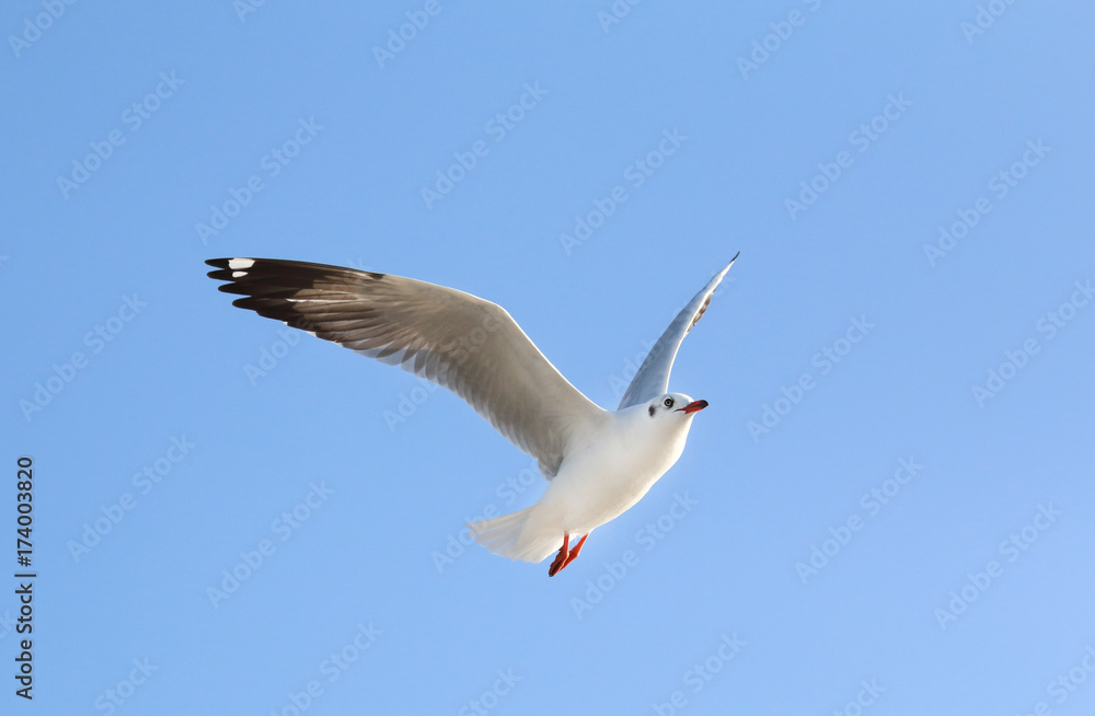 Seagull flying in beautiful sky. Seagull flying in beautiful sky.